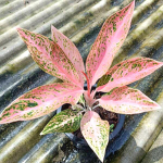 Аглаонема TAMARA / PINK INDO