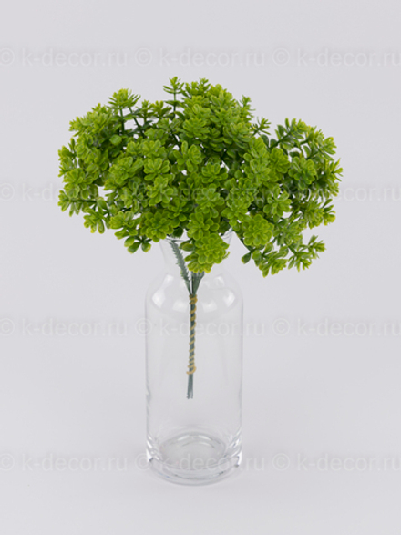 Срез зелени Самшит