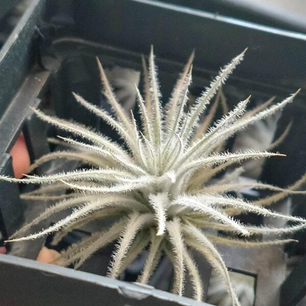 Тилландсия Tectorum Snow S (T9)