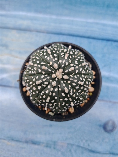 Astrophytum Asterias (Астрофитум)
