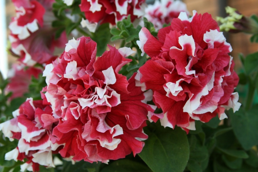 Петуния махровая Пирует Ред (50др) Витагрин Профи