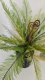 Папоротник Блехнум / Арт 6388