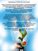 Ландыш Майский