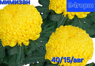 САЖЕНЦЫ ХРИЗАНТЕМЫ ГОРШЕЧНОЙ МИМИЗАН № 94