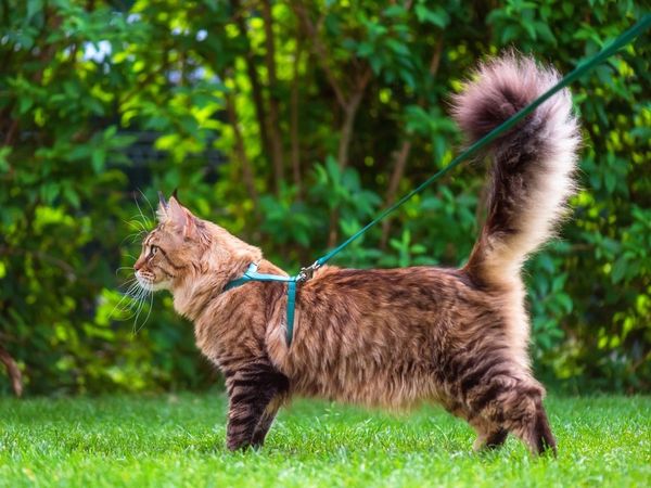 Гулять или не гулять с кошкой? Гулять или не гулять с кошкой?