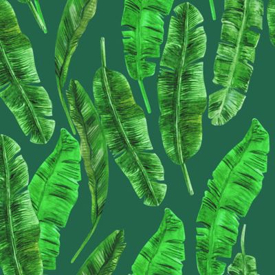 Тропические листья бананового дерева