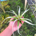 Тилландсия Majestic (chiapensis x concolor red Spiked form)