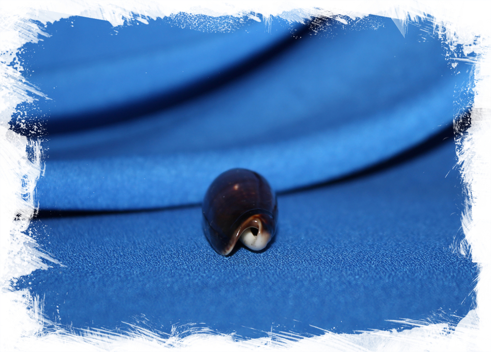 Олива обыкновенная (Oliva oliva)