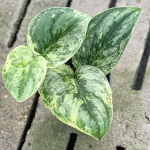 Сциндапсус PICTUS EXOTICA VAR HOLOGRAM