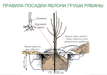 Посадочные ямы с осени — это идеал. Но если не успели, действуем по плану «Б»