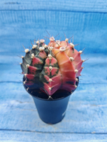 Gymnocalycium Variegata (Гимнокалициум Вариегатный)