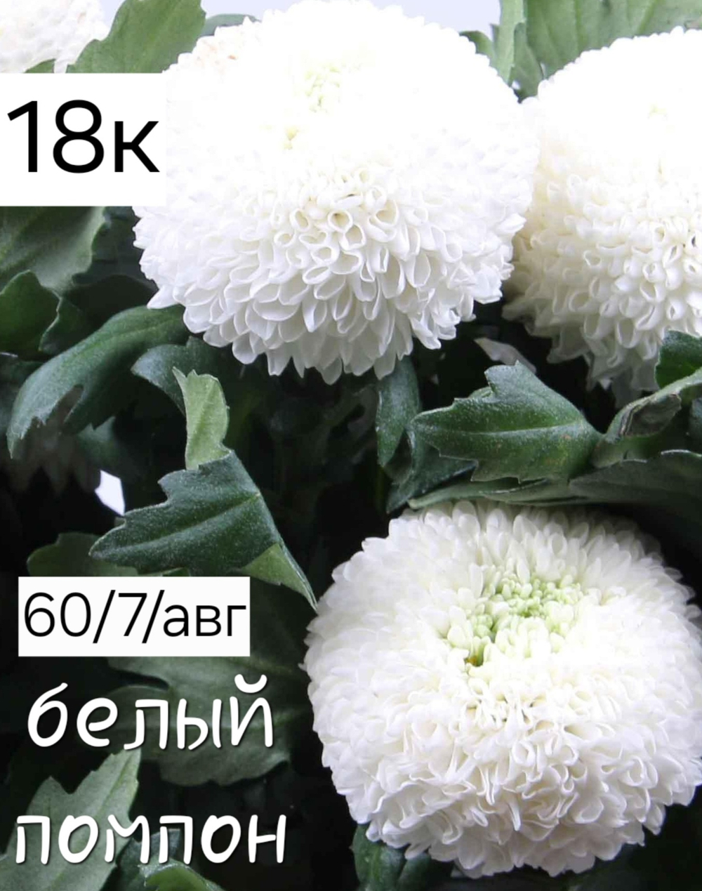 БЕЛЫЙ ПОМПОН №18 ХРИЗАНТЕМА КОРЕЙСКАЯ