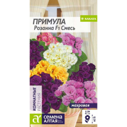 Примула Семена Алтая