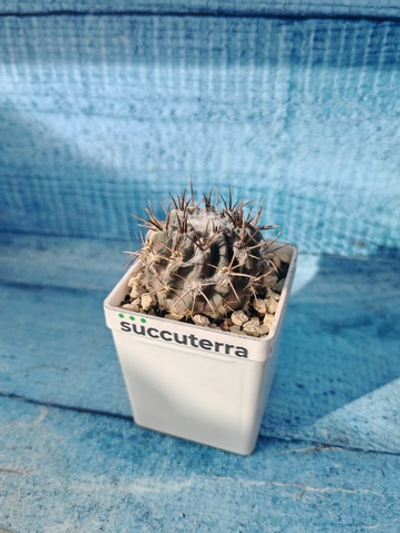 Neoporteria Echinus Flocosa (Неопортерия)