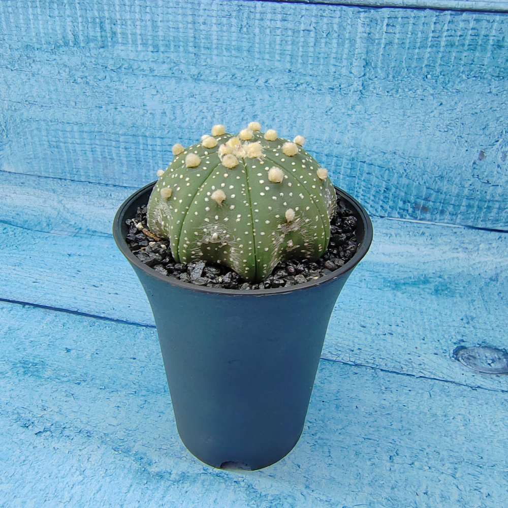 Astrophytum Asterias (Астрофитум)