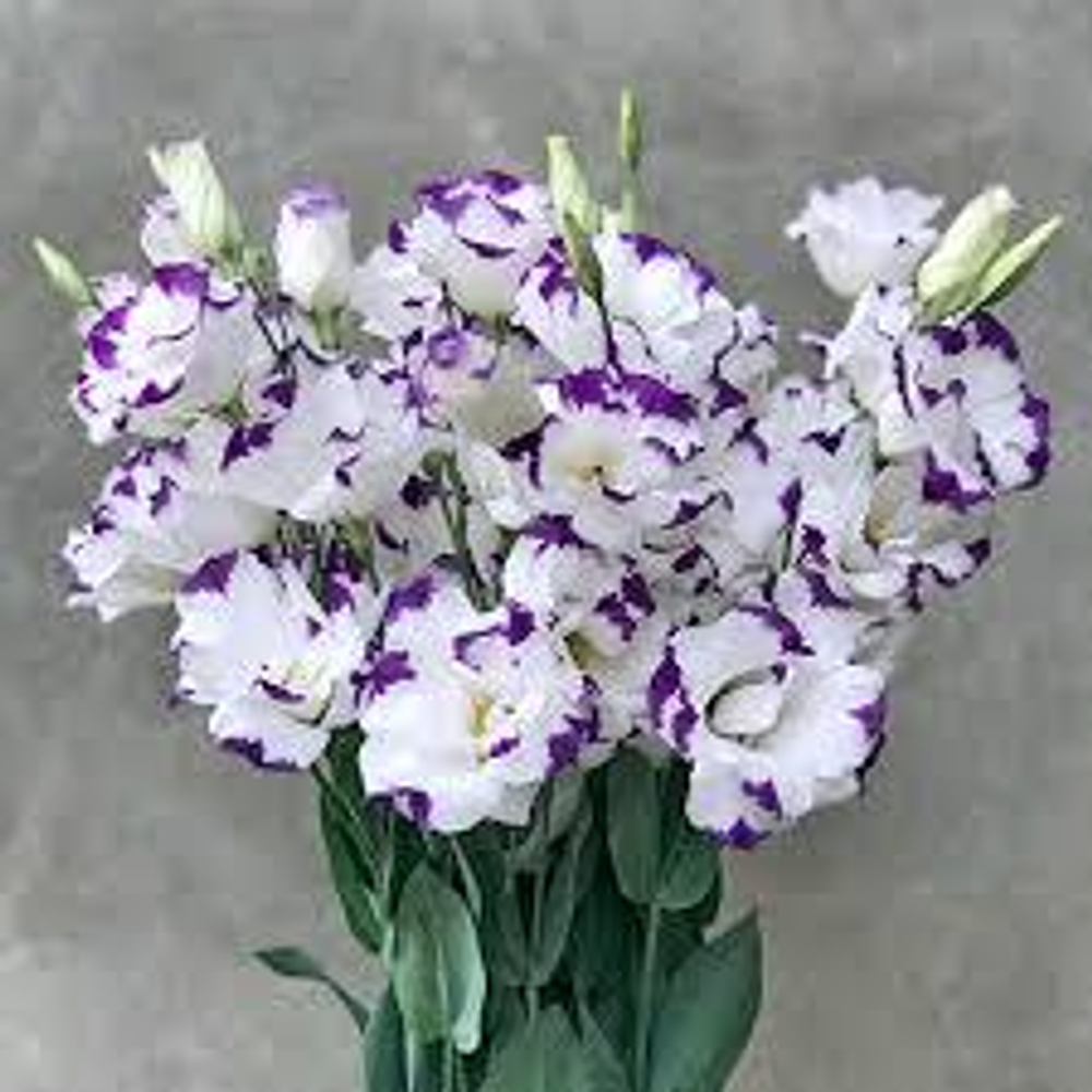 Эустома Велюр бело-синяя