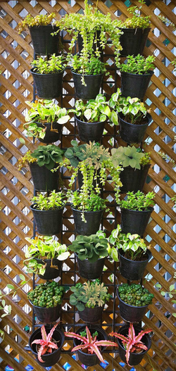 Коллекция GREENDAY