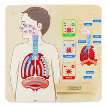 Панель &quot;Дыхательная система&quot;
