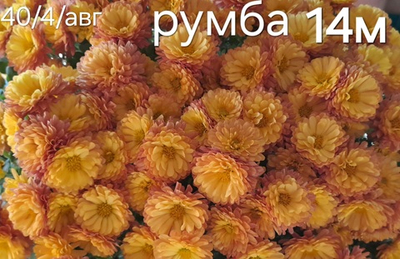 САЖЕНЦЫ ХРИЗАНТЕМЫ МУЛЬТИФЛОРА РУМБА №14