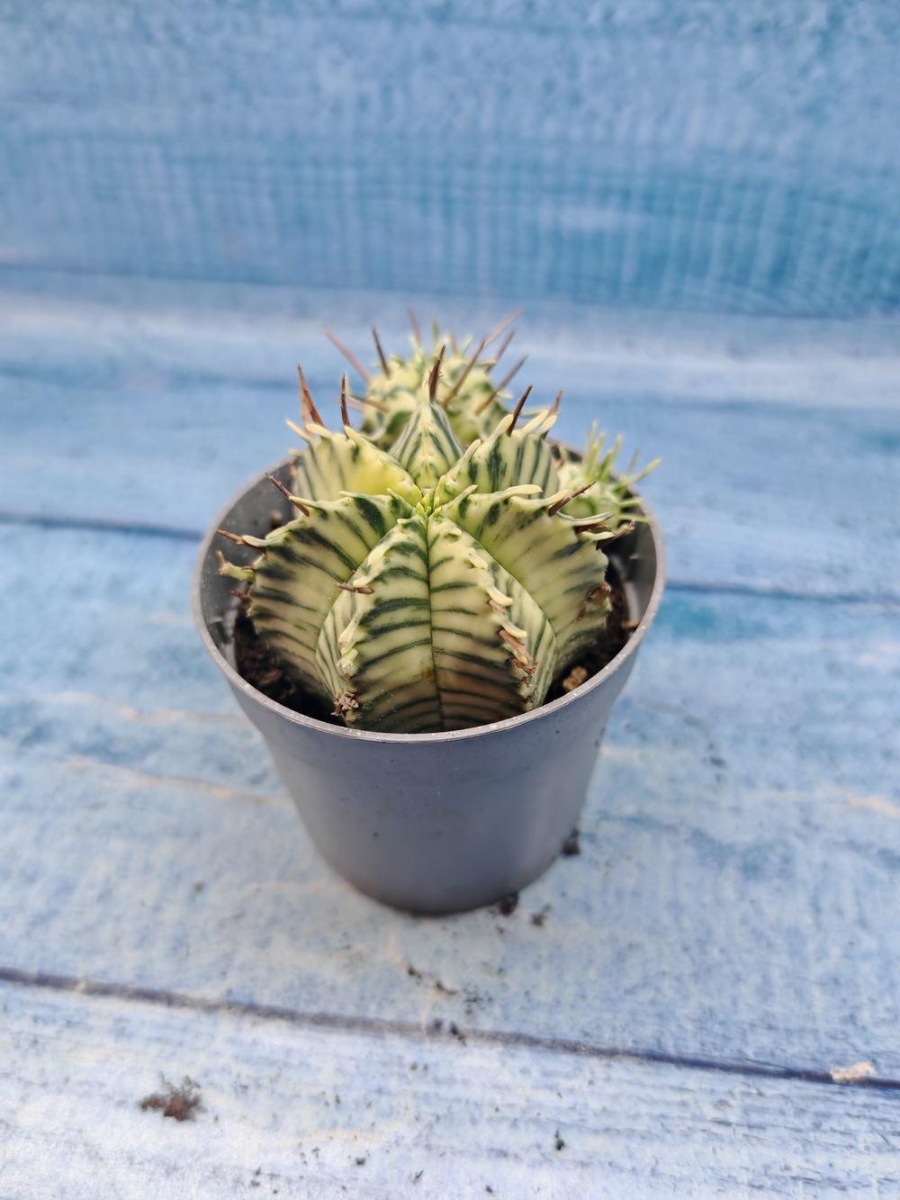 Euphorbia meloformis f. Variegated (Эуфорбия вариегатная)