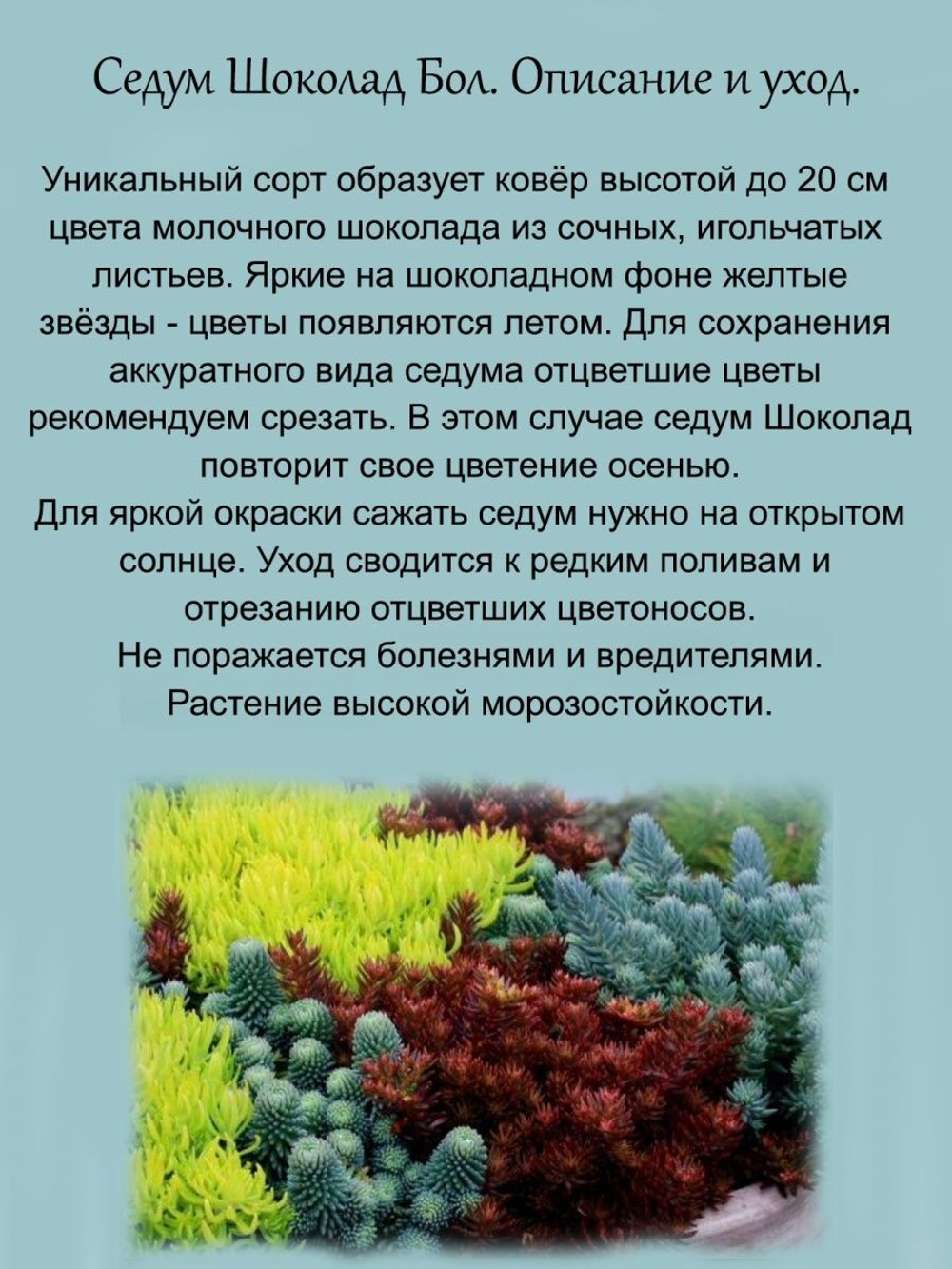 Седум очиток Шоколад