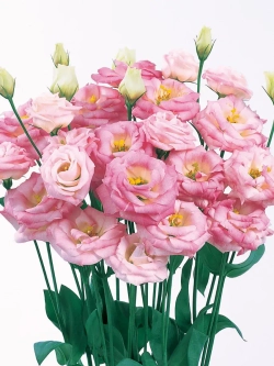 Эустома многолетняя, комнатная - набор семян