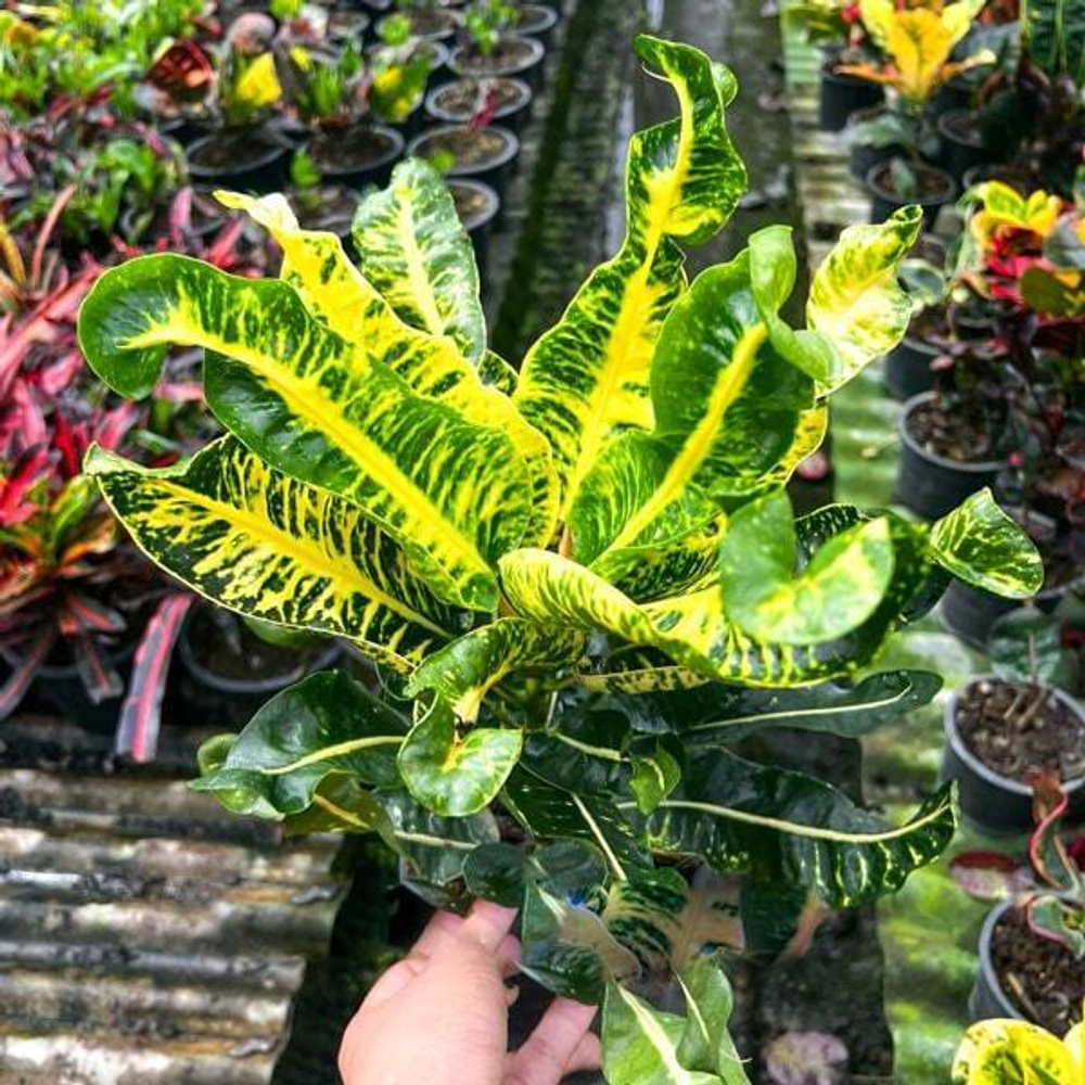 Кротон WHITE ELEPHANT