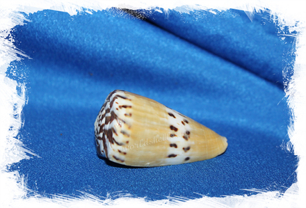 Конус горностай (Conus mustelinus), 4-7см, 1шт