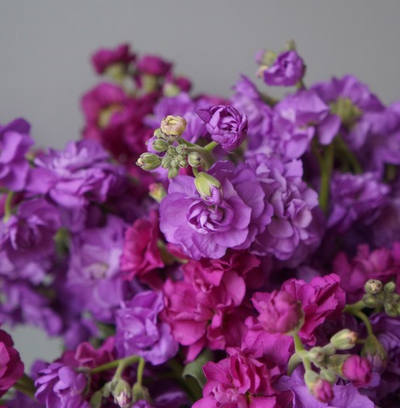 100. Ароматная матиола