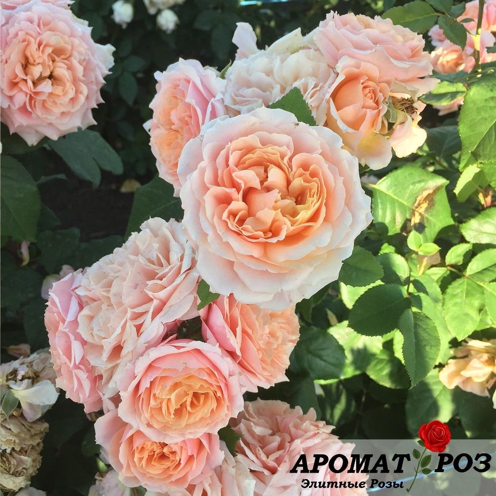 Поль Бокюз (Paul Bocuse)