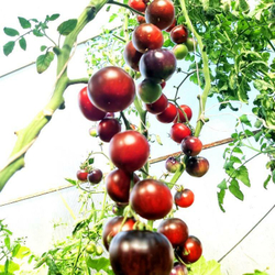Помидоры Черная Бабочка - Black Butterfly Tomato