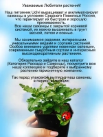 Вербена Красный блюз blues red вегетативная