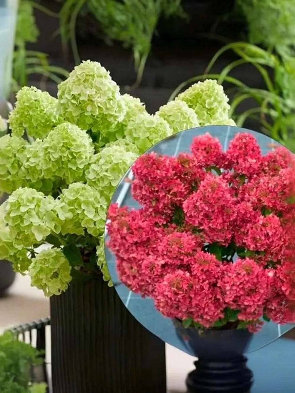 Гортензия метельчатая Петит Черри