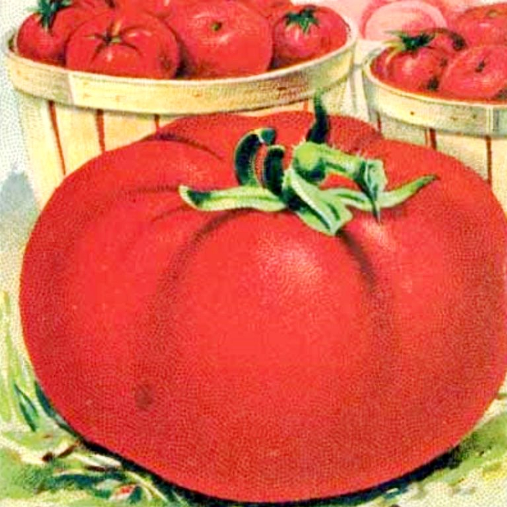 Помидоры 1884