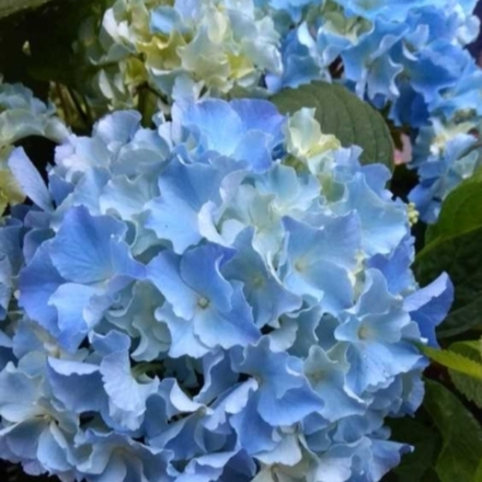 Freepon /Фрипон ( Стандарт поставки Р9)2025г.