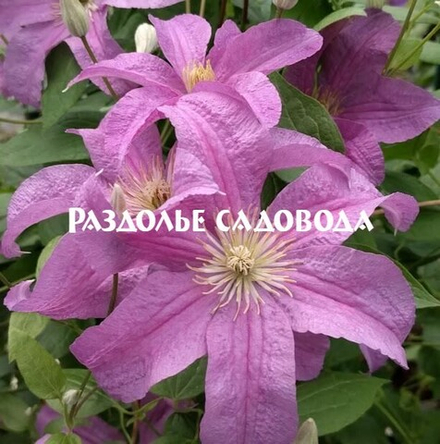 Клематис крупноцветковый Данута