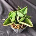 Сансевиерия ANDROMEDA