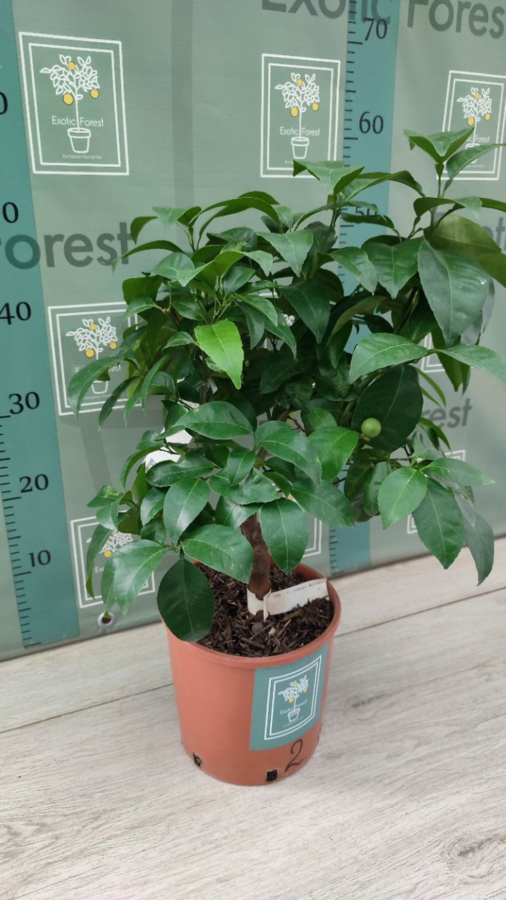 Гибрид C. clemapo delizia
