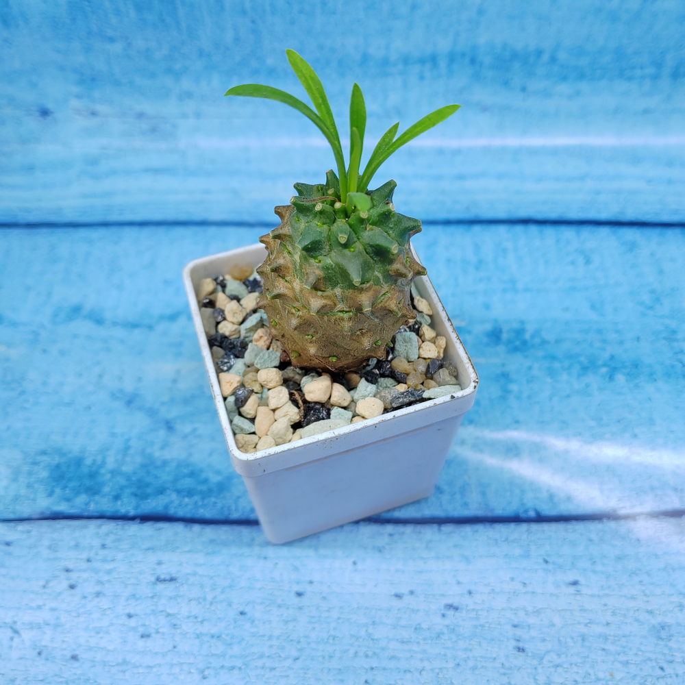 Euphorbia Gabizan (Эуфорбия)