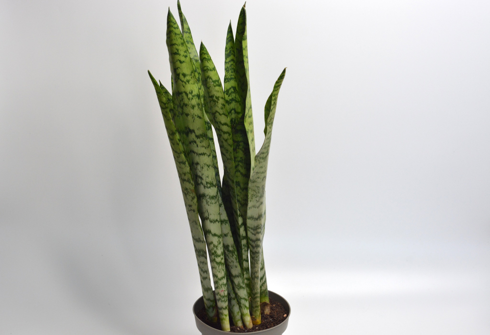 Сансевиерия Зейланика / Sansevieria Zeylanica