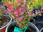 Барбарис Atropurpurea Nana Р12
