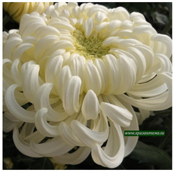 Хризантема одноголовая Viena White 🌼 о.67 (отгрузка август - сентябрь 2025г)