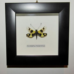 Цикады, фонарницы, стрекозы