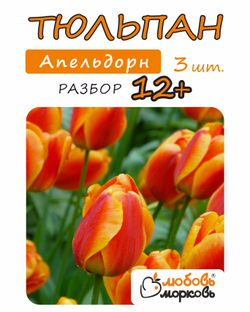 Тюльпан Луковица, Апельдорн 3 шт, разбор 12+ (Любовь Морковь)