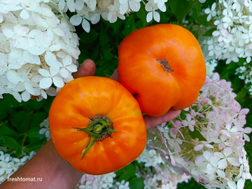 Завтрак Келлога (Kellogg's Breakfast) сорт томата