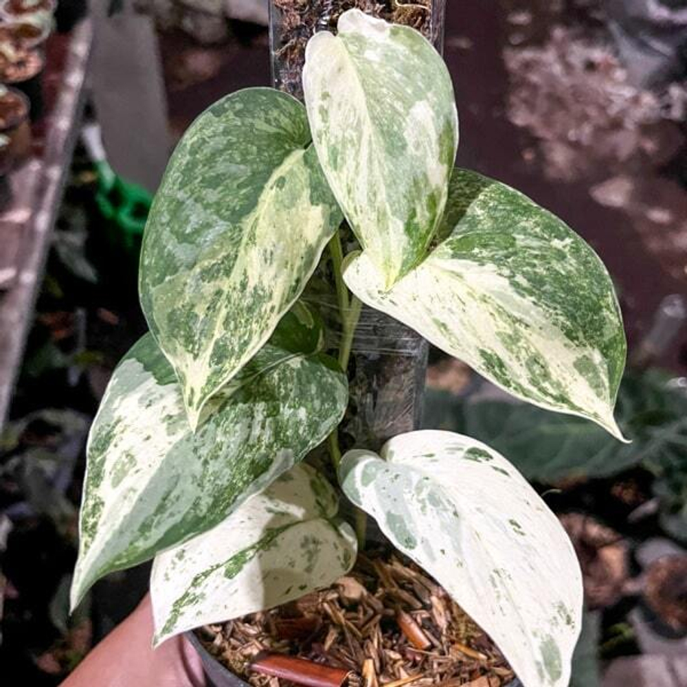 Сциндапсус SATIN SILVER