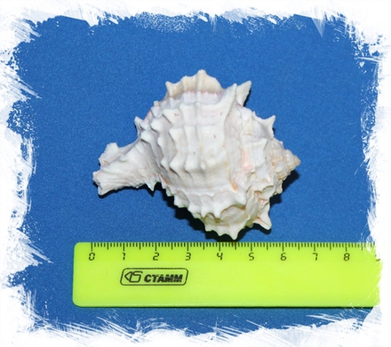 Мурекс Пинк, 5-7см, 1шт