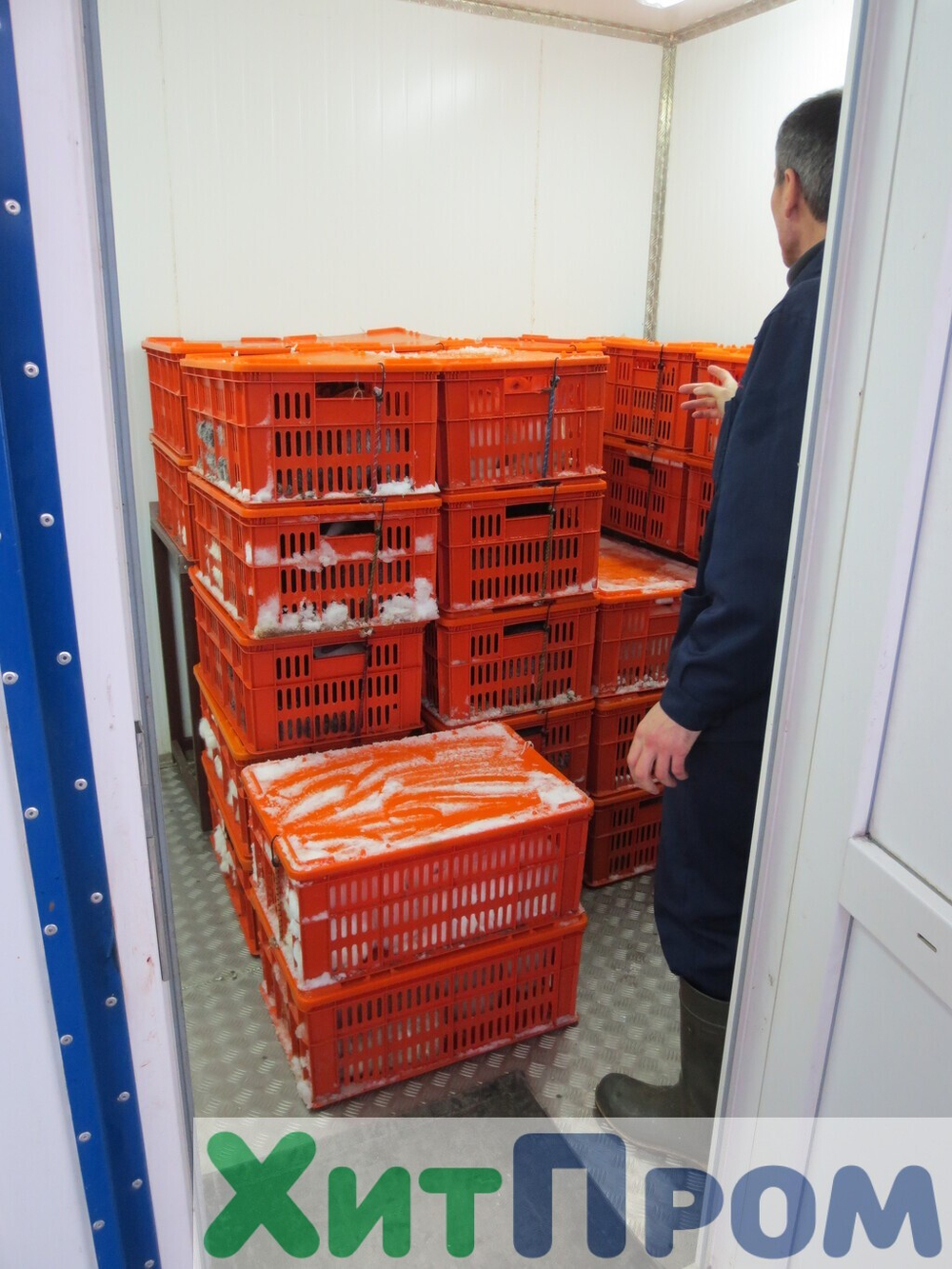 Комплекс убоя и переработки кроликов до 150 голов/час. Детское питание. Тульская область.