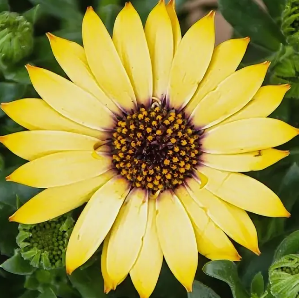 Остеоспермум ампельный Osticade Yellow ЕВРО ОКС укорененный черенок