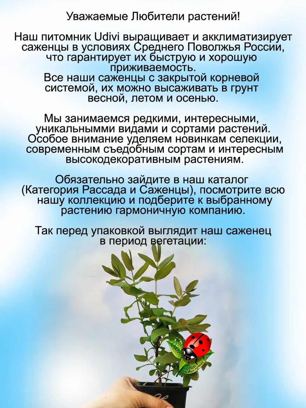 Жимолость Бакчарский Великан съедобная высокая